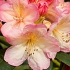 Rhododendron Plant - Percy Wiseman