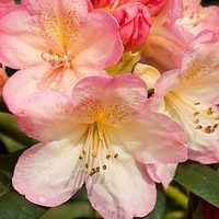 Rhododendron Plant - Percy Wiseman