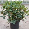 Rhododendron Plant - Red Jack