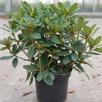 Rhododendron Plant - Red Jack