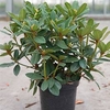 Rhododendron Plant - Red Jack