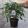 Rhododendron Plant - Roseum Elegans