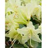 Rhododendron Plant - Shamrock