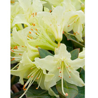 Rhododendron Plant - Shamrock