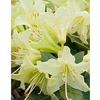 Rhododendron Plant - Shamrock