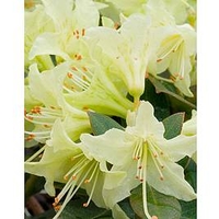 Rhododendron Plant - Shamrock