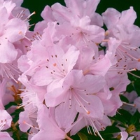 Rhododendron Plant - Snipe