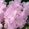 Rhododendron Plant - Snipe