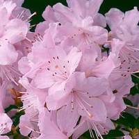 Rhododendron Plant - Snipe
