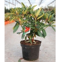 Rhododendron Plant - Tortoiseshell Orange