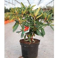 Rhododendron Plant - Tortoiseshell Orange