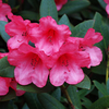 Rhododendron Plant - Winsome