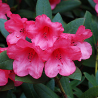 Rhododendron Plant - Winsome