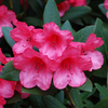 Rhododendron Plant - Winsome