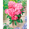Rhododendron Plant - Yak Sneezy