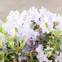 Rhododendron Plant (Dwarf) - Blue Tit