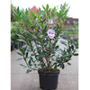 Rhododendron ponticum Plant