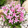Rhodohypoxis Plant - Damask