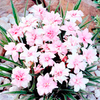 Rhodohypoxis Plant - Lily Jean