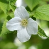 Rhodotypos scandens Plant