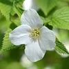 Rhodotypos scandens Plant