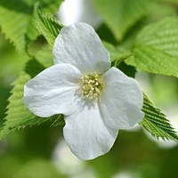 Rhodotypos scandens Plant