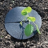 RHS Cabbage Collars