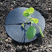 RHS Cabbage Collars