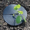 RHS Cabbage Collars