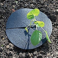RHS Cabbage Collars