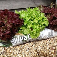 RHS SylvaGrow peat-free planter for organic growing