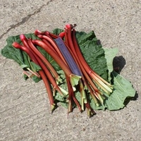 Rhubarb Crowns - Fulton