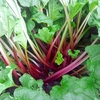 Rhubarb Crowns - Polish Raspberry
