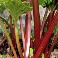 Rhubarb Crowns - Stockbridge Arrow
