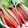 Rhubarb Crowns - Taster