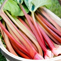 Rhubarb Crowns - Timperley Early
