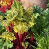 Rhubarb Crowns - Victoria