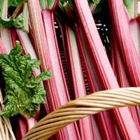 Rhubarb Crowns Grooveless Crimson (3)