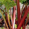 Rhubarb Plant - Stockbridge Arrow