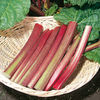 Rhubarb Plants - Twin Pack