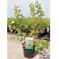 Rhus glabra Plant - Laciniata