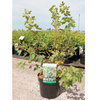 Rhus glabra Plant - Laciniata