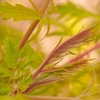 Rhus typhina Plant - Tiger Eyes® First Editions®