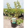 Ribes gordonianum Plant