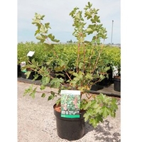 Ribes gordonianum Plant