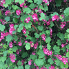 Ribes Plants - King Edward