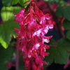 Ribes Sanguineum Plant - King Edward VII