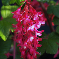 Ribes Sanguineum Plant - King Edward VII