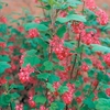 Ribes sanguineum Plant - King Edward VII