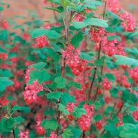 Ribes sanguineum Plant - King Edward VII
